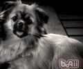 西藏猎犬的喂养关键点