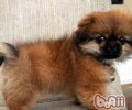 西藏猎犬的护理知识