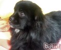 西藏猎犬的性格特征
