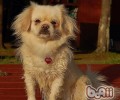 西藏猎犬的形状特点