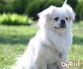 西藏猎犬的种类介绍