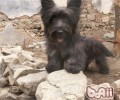 斯开岛梗的形状特点