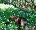 瑞典柯基犬的喂养关键点