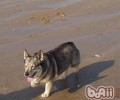 瑞典柯基犬的保养基本常识