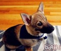瑞典柯基犬的性格特征