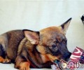 瑞典柯基犬的形状特点