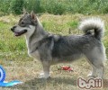 瑞典柯基犬的种类介绍