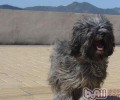 西藏梗的喂养关键点