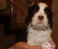 美国史宾格牧羊犬的护理知识