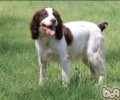 美国史宾格牧羊犬的性格特征