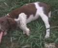 美国史宾格牧羊犬的形状特点
