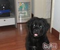 平毛找寻牧羊犬的护理知识