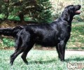 平毛找寻牧羊犬的形状特点