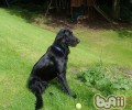 平毛找寻牧羊犬的种类介绍
