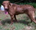 乞沙比克牧羊犬的喂养关键点
