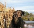 乞沙比克牧羊犬的保养基本常识