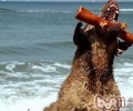 乞沙比克牧羊犬的性格特征
