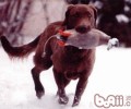 乞沙比克牧羊犬的形状特点