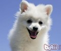 日本狐狸犬购买方法
