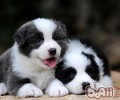 怎样选择边境牧羊犬