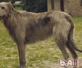 大型狗能拖运吗