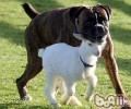 拳师犬聪慧吗