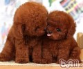 泰迪犬的肛门腺保养