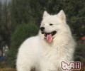 狗为什么喜欢降雪