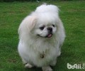 选购京巴犬的常见问题