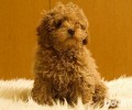 如何给泰迪犬刷牙漱口