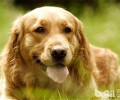 犬粮辨别的四种普遍方式
