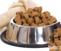 针对犬粮的一些错误观点