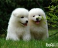了解假犬粮之水份超标准