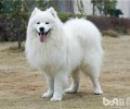了解假犬粮之原材料怎样造假