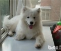 犬粮的真假辨别
