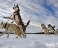 小狗喜爱降雪的缘故及下雪天遛猫遛狗常见问题