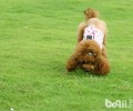 WDJ强烈推荐犬粮究竟是什么