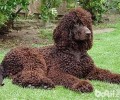 西班牙水猎犬的种类介绍