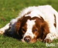 不列塔尼牧羊犬的种类介绍