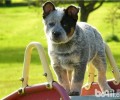 澳洲牧牛犬的种类介绍