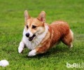 巴拿马柯基犬价格高不高