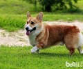 巴拿马柯基犬智商高吗