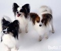 蝴蝶犬高智商不高