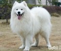 萨摩耶喜爱咬人物品该怎么办