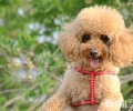 如何给小狗换犬粮