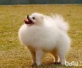 【检测】你是不是确实会分辨犬粮的优劣？