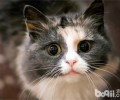 为狗猫结扎家长建议有矛盾