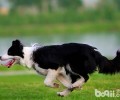 能够喝的犬粮？