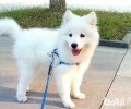 止吠颈圈小狗确实能够用吗