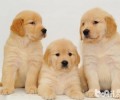 新生儿幼狗的照料关键点